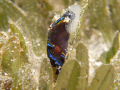   Leech Head Sheild Slug eggs. Sea DX1G YS110a strobe eggs  